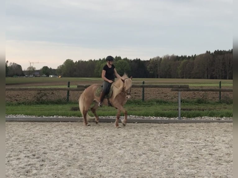 Icelandic Horse Mare 17 years 13.3 hh Chestnut-Red in Niederrieden