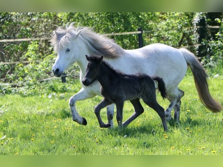 Icelandic Horse Mare 17 years 13,3 hh Gray in Martfeld