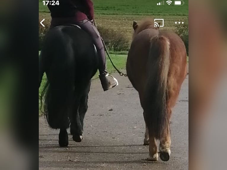 Icelandic Horse Mare 17 years 13 hh Chestnut-Red in G&#xF6;ppingen