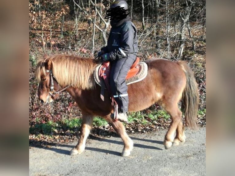 Icelandic Horse Mare 17 years 13 hh Chestnut-Red in G&#xF6;ppingen