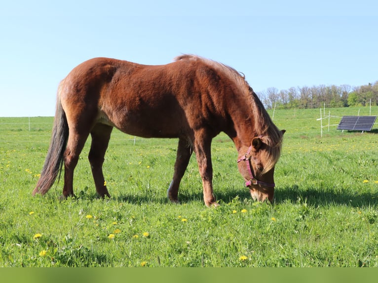 Icelandic Horse Mare 17 years 13 hh Chestnut-Red in G&#xF6;ppingen