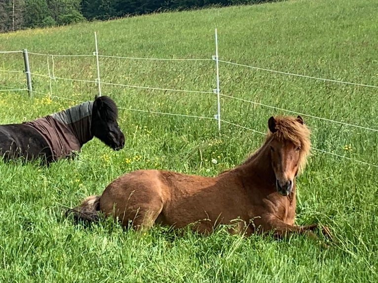 Icelandic Horse Mare 17 years 13 hh Chestnut-Red in G&#xF6;ppingen