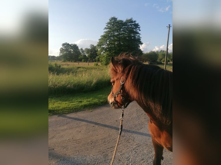 Icelandic Horse Mare 17 years 13,1 hh Chestnut-Red in Sch&#xF6;ppingen