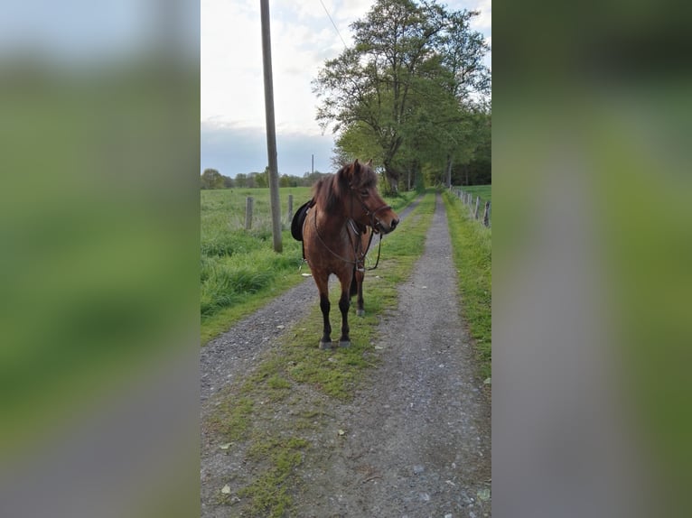 Icelandic Horse Mare 17 years 13,1 hh Chestnut-Red in Sch&#xF6;ppingen