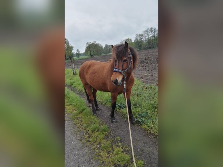 Icelandic Horse Mare 17 years 13,1 hh Chestnut-Red in Sch&#xF6;ppingen