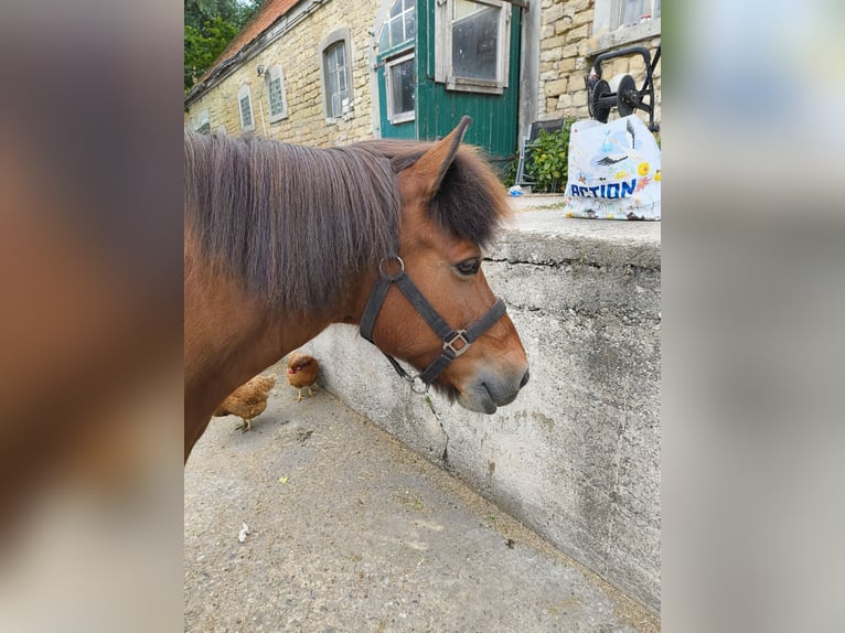 Icelandic Horse Mare 17 years 13,1 hh Chestnut-Red in Sch&#xF6;ppingen