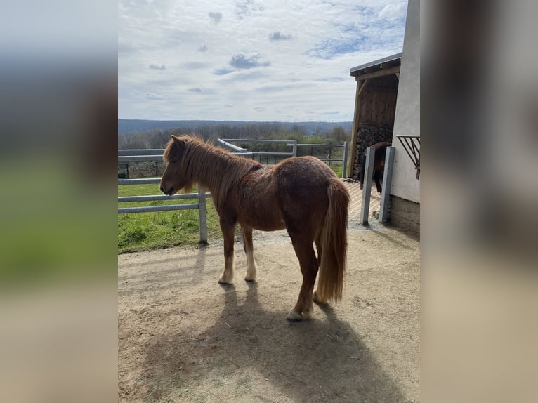 Icelandic Horse Mare 17 years 13,1 hh Chestnut-Red in Eisenberg