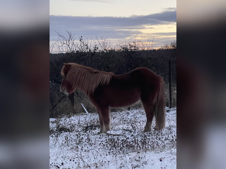 Icelandic Horse Mare 17 years 13,1 hh Chestnut-Red in Eisenberg