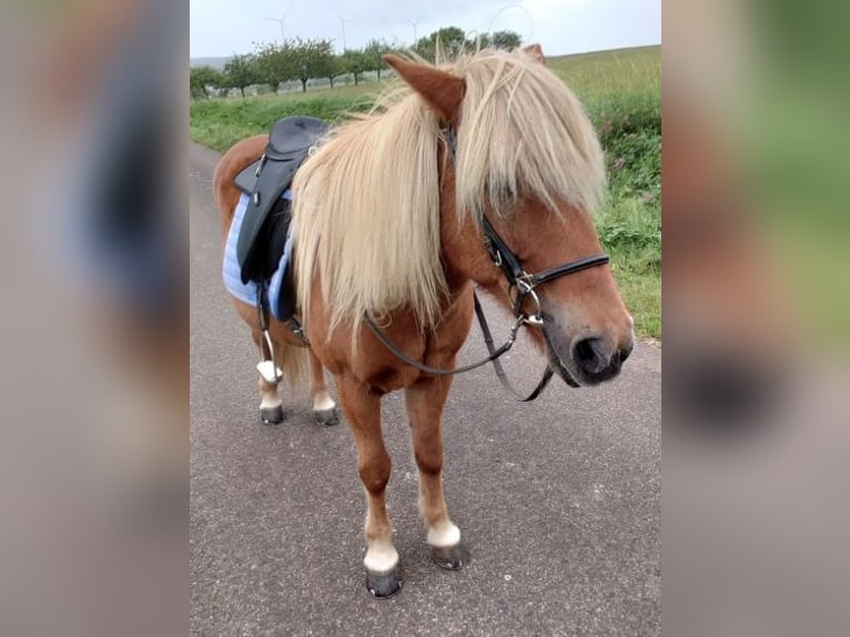 Icelandic Horse Mare 17 years 13,1 hh Chestnut-Red in Zerf Icelandic Horse Mare 17 years 13,1 hh Chestnut-Red in Zerf