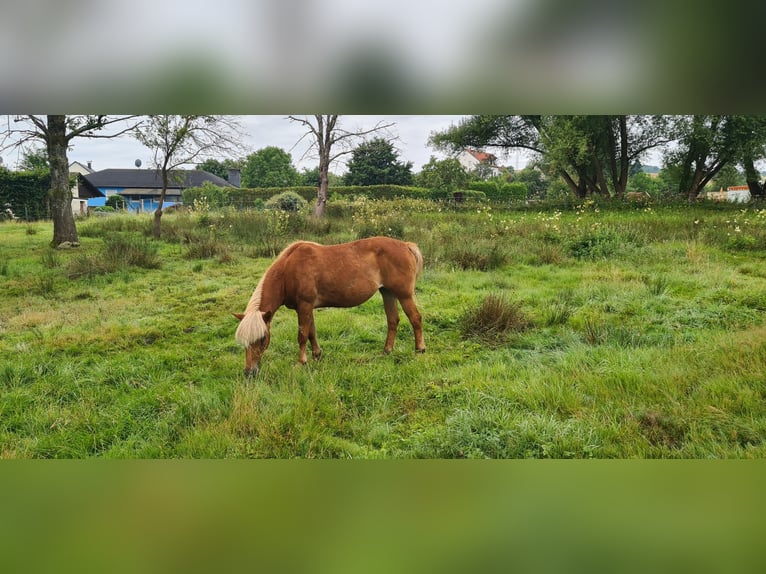 Icelandic Horse Mare 17 years 13,1 hh Chestnut-Red in Zerf Icelandic Horse Mare 17 years 13,1 hh Chestnut-Red in Zerf