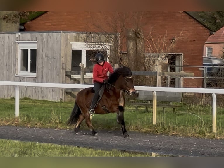 Icelandic Horse Mare 17 years 13,2 hh Brown in Lengerich