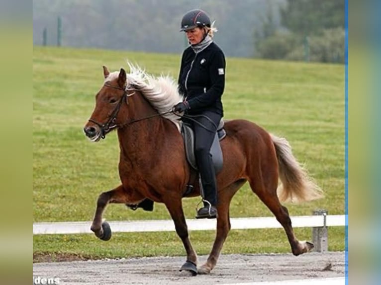 Icelandic Horse Mare 17 years 13,2 hh  in Lehmrade
