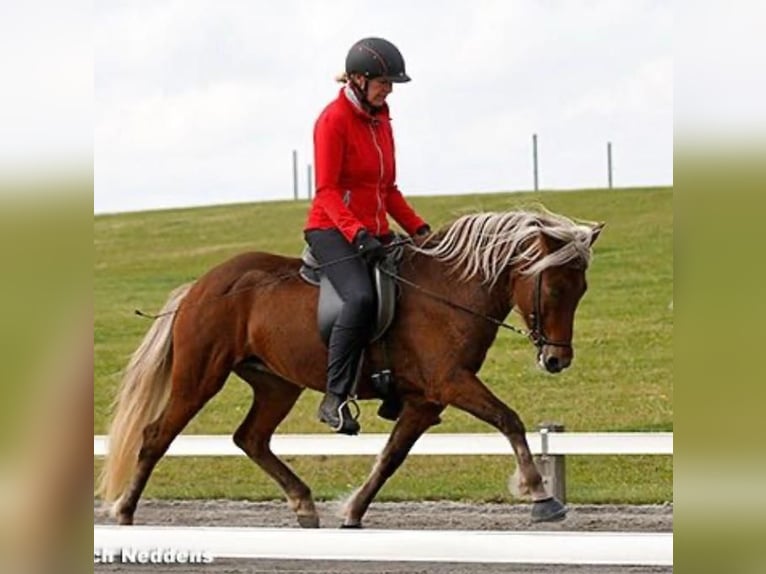 Icelandic Horse Mare 17 years 13,2 hh  in Lehmrade