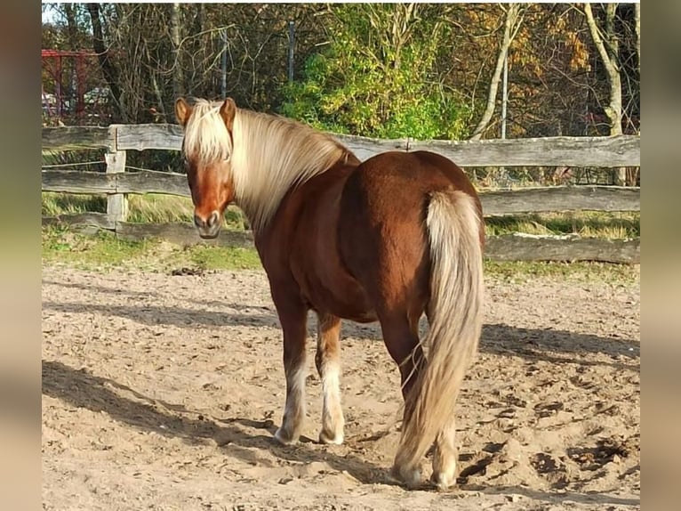 Icelandic Horse Mare 17 years 13,2 hh  in Lehmrade