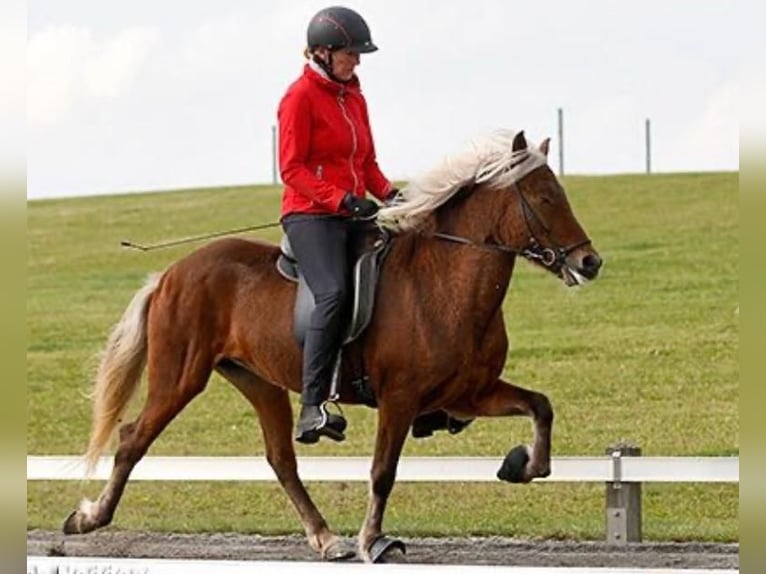 Icelandic Horse Mare 17 years 13,2 hh  in Lehmrade