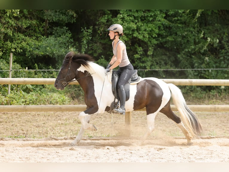 Icelandic Horse Mare 17 years 14.1 hh Pinto in Hamm