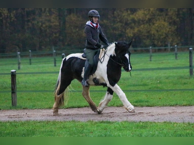 Icelandic Horse Mare 17 years 14,1 hh Pinto in Hamm