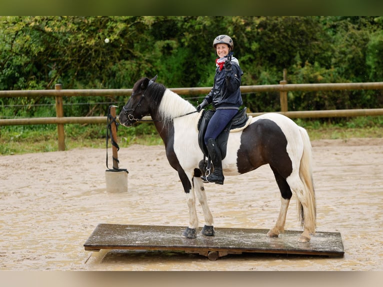 Icelandic Horse Mare 17 years 14,1 hh Pinto in Hamm