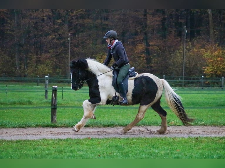 Icelandic Horse Mare 17 years 14,1 hh Pinto in Hamm
