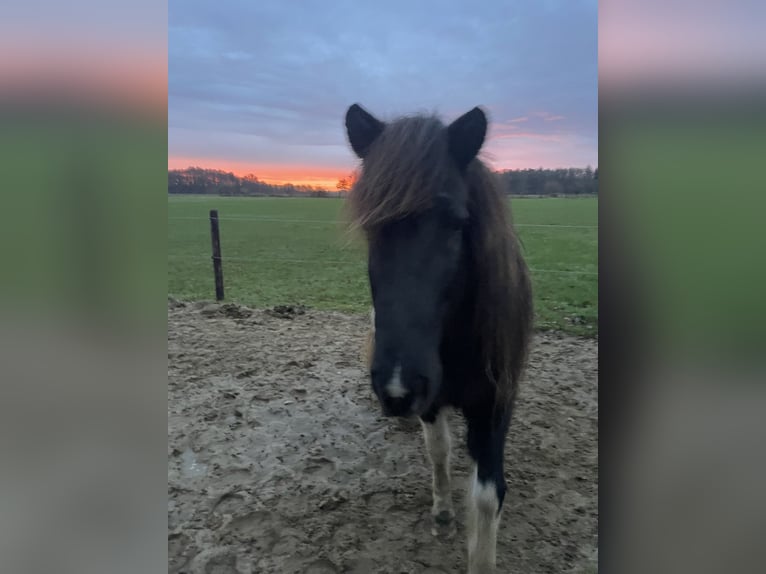 Icelandic Horse Mare 17 years 14,1 hh Pinto in Anderlingen