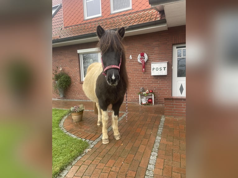 Icelandic Horse Mare 17 years 14,1 hh Pinto in Anderlingen