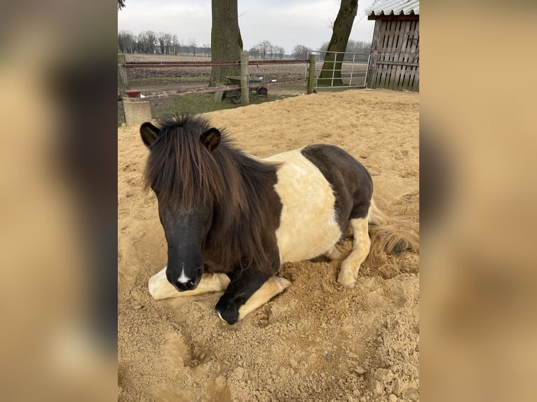 Icelandic Horse Mare 17 years 14,1 hh Pinto in Anderlingen