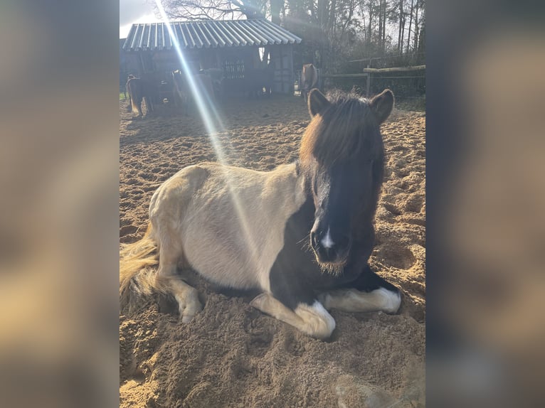 Icelandic Horse Mare 17 years 14,1 hh Pinto in Anderlingen