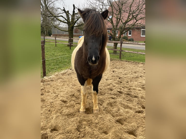 Icelandic Horse Mare 17 years 14,1 hh Pinto in Anderlingen