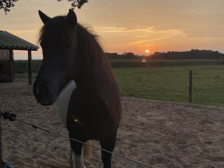 Icelandic Horse Mare 17 years 14,1 hh Pinto in Anderlingen