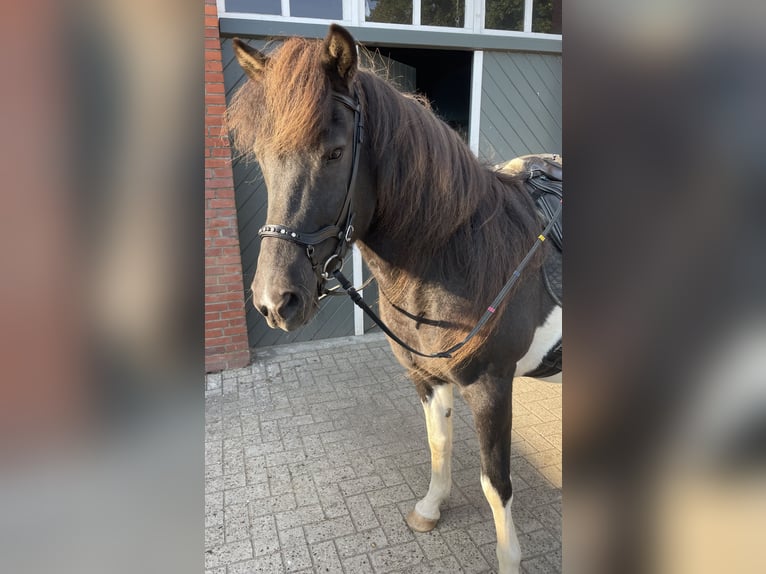Icelandic Horse Mare 17 years 14,1 hh Pinto in Anderlingen