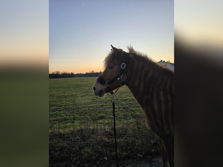 Icelandic Horse Mare 17 years Chestnut-Red in Weissach