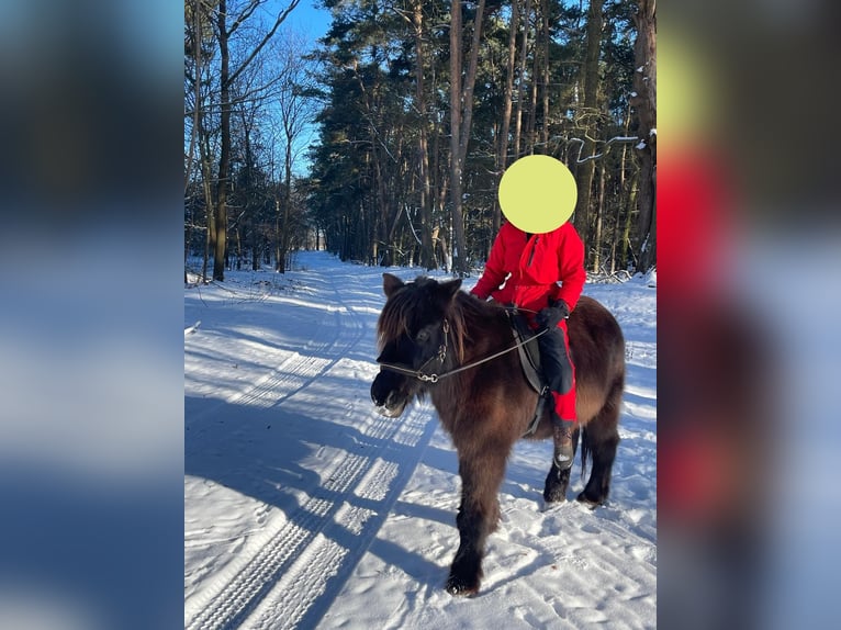 Icelandic Horse Mare 18 years 13.1 hh Black in Trebbin