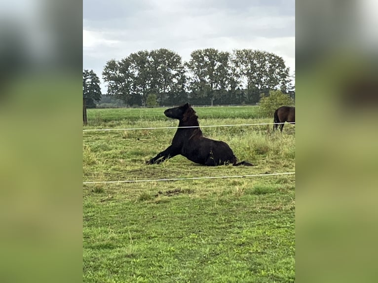 Icelandic Horse Mare 18 years 13.1 hh Black in Trebbin