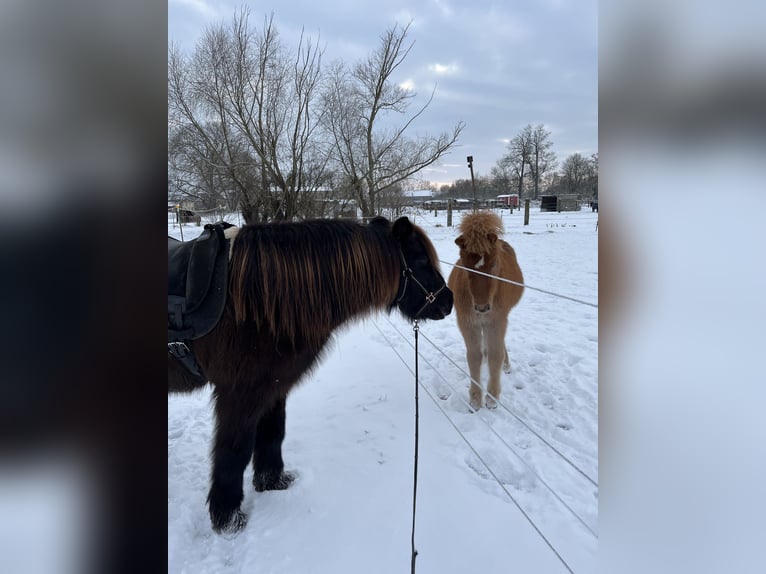 Icelandic Horse Mare 18 years 13.1 hh Black in Trebbin