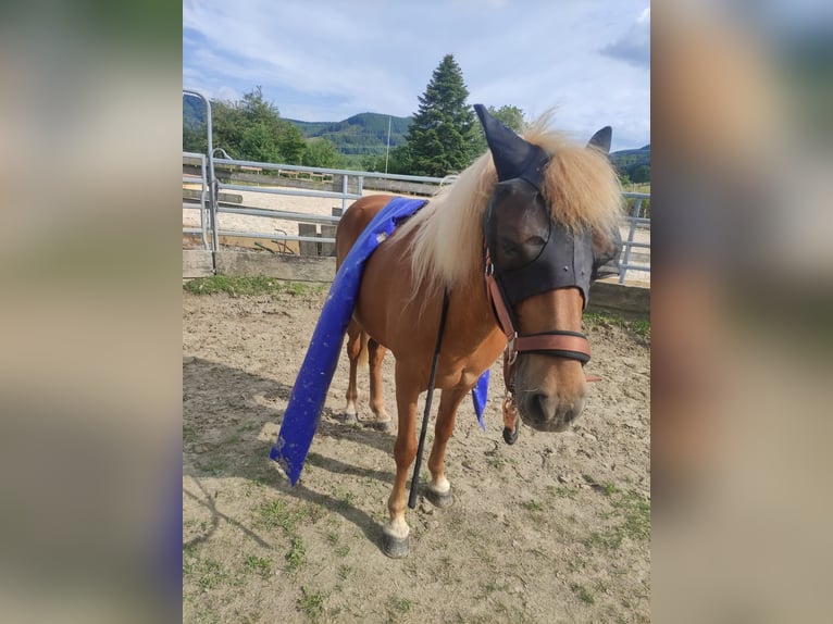 Icelandic Horse Mare 18 years 13.1 hh Chestnut-Red in Meschede