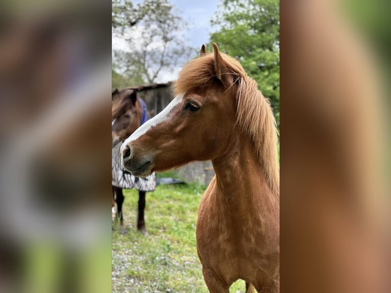 Icelandic Horse Mare 18 years 13,1 hh Chestnut-Red in Oberstenfeld