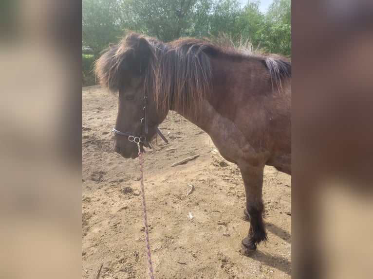 Icelandic Horse Mare 18 years 13,2 hh Bay-Dark in Colmar-Berg