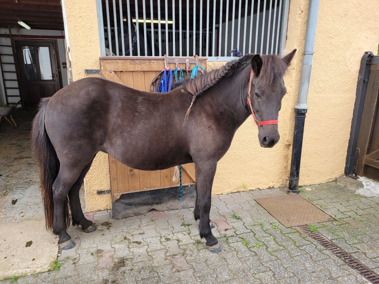 Icelandic Horse Mare 18 years 13,2 hh Bay-Dark in Colmar-Berg