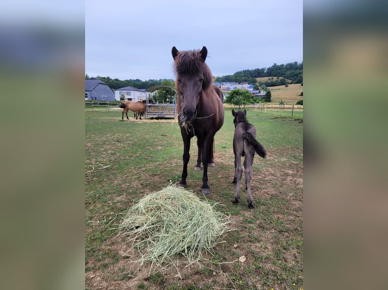 Icelandic Horse Mare 18 years 13,2 hh Bay-Dark in Colmar-Berg