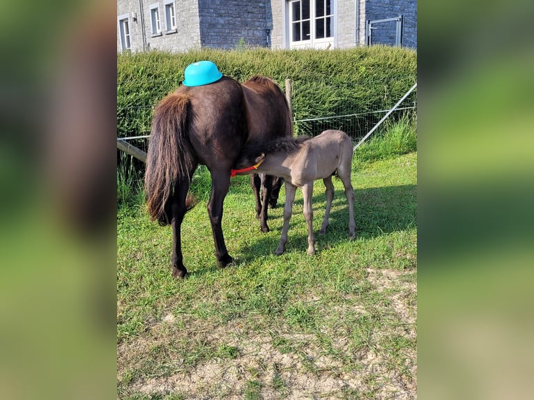 Icelandic Horse Mare 18 years 13,2 hh Bay-Dark in Colmar-Berg