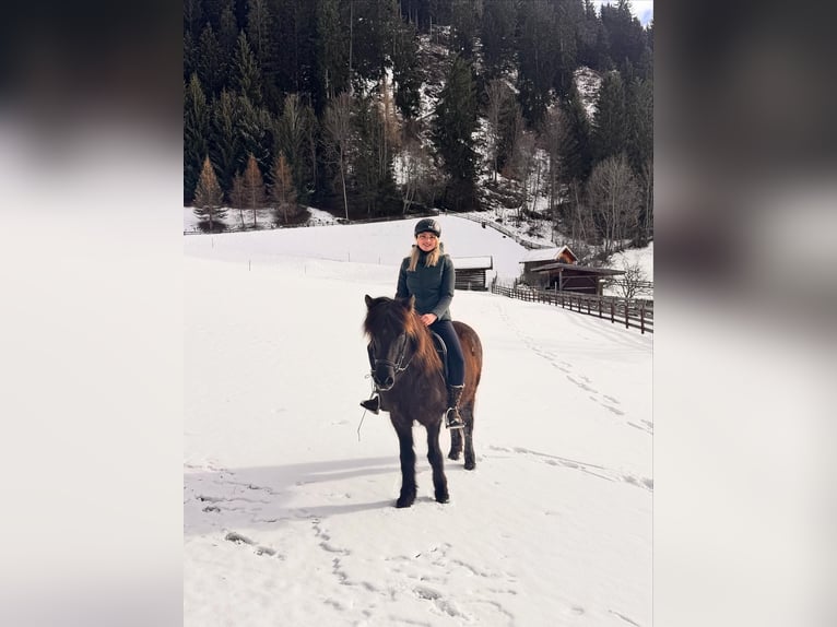 Icelandic Horse Mare 18 years 13.2 hh Black in Zams