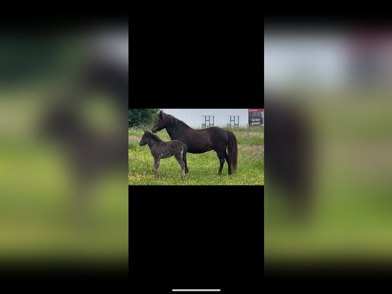 Icelandic Horse Mare 18 years 13,2 hh Brown in Hennef