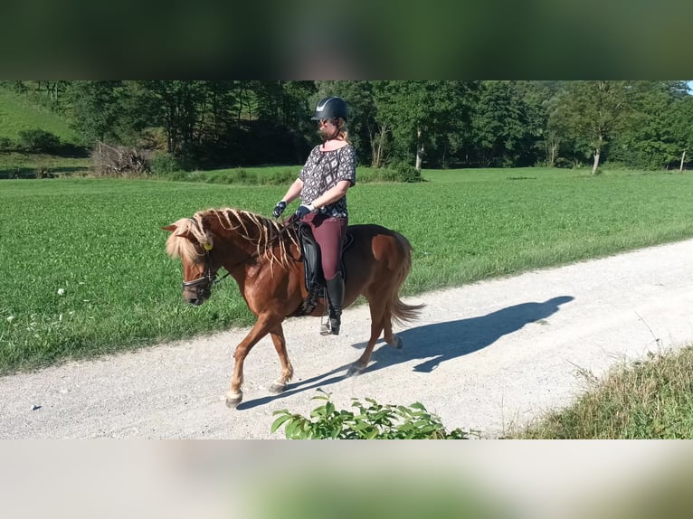 Icelandic Horse Mare 18 years 13,2 hh Chestnut-Red in Alland