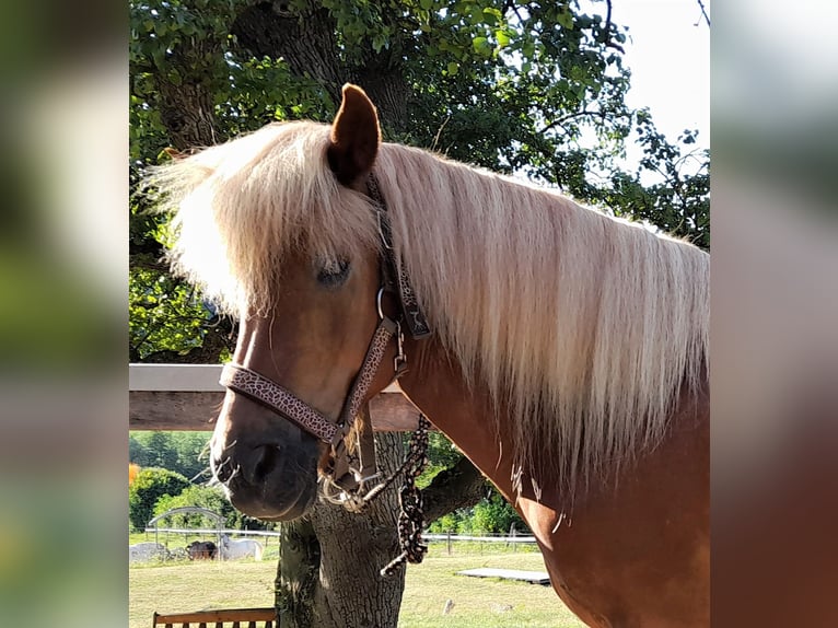Icelandic Horse Mare 18 years 13,2 hh Chestnut-Red in Alland