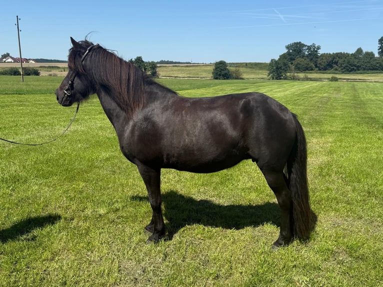 Icelandic Horse Mare 18 years 13.3 hh Black in Holzgünz