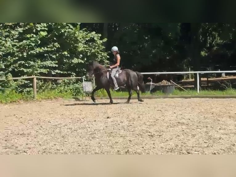 Icelandic Horse Mare 18 years 13.3 hh Black in Holzgünz