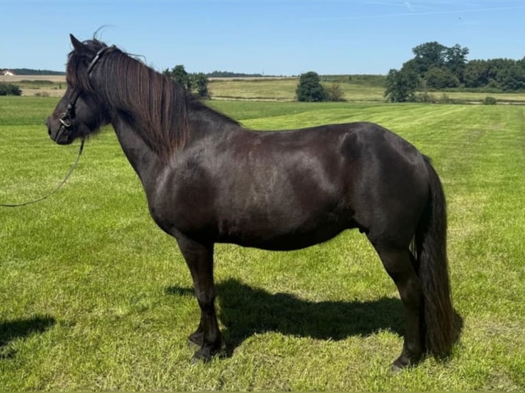 Icelandic Horse Mare 18 years 13.3 hh Black in Deining
