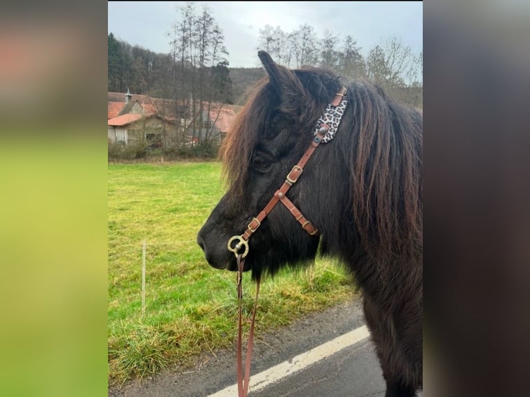 Icelandic Horse Mare 18 years 13 hh Black in Sippersfeld