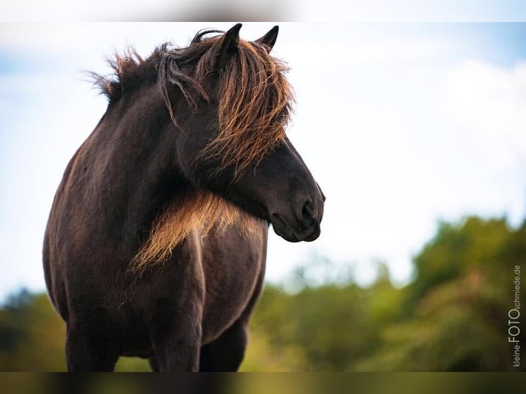 Icelandic Horse Mare 18 years 13 hh Black in Sippersfeld