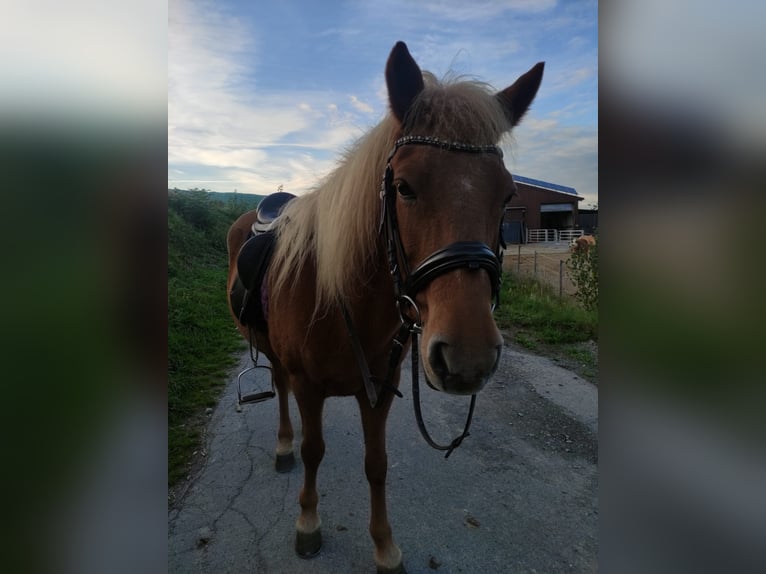 Icelandic Horse Mare 18 years 13,1 hh Chestnut-Red in Meschede